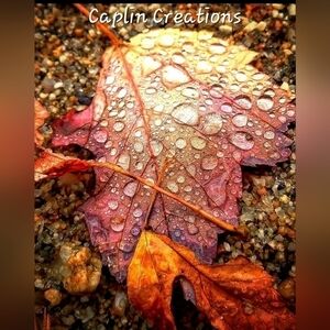 New Caplin Creations Leaf And Raindrop Close Up 11×14 Glossy Poster Print